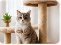 Pet hair cleanup on cat furniture