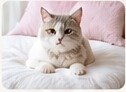 Pet hair cleanup on pet beds