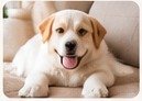 Pet hair cleanup on sofas